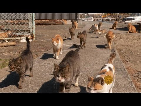 Cats take over Japanese island