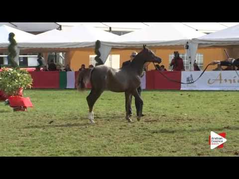 N.116 MIDA MONISCIONE - Arezzo 2015 - Futurity Fillies (Class 13)