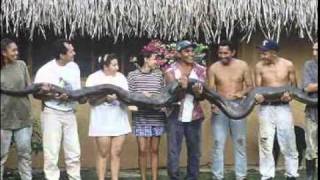 The Biggest Animal, anaconda whale shark hd.wmv