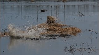 Нерест щуки весной когда в нсо