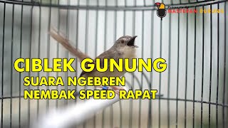 Download lagu CIBLEK GUNUNG NGEBREN SPEED RAPAT - MASTERAN BURUNG mp3
