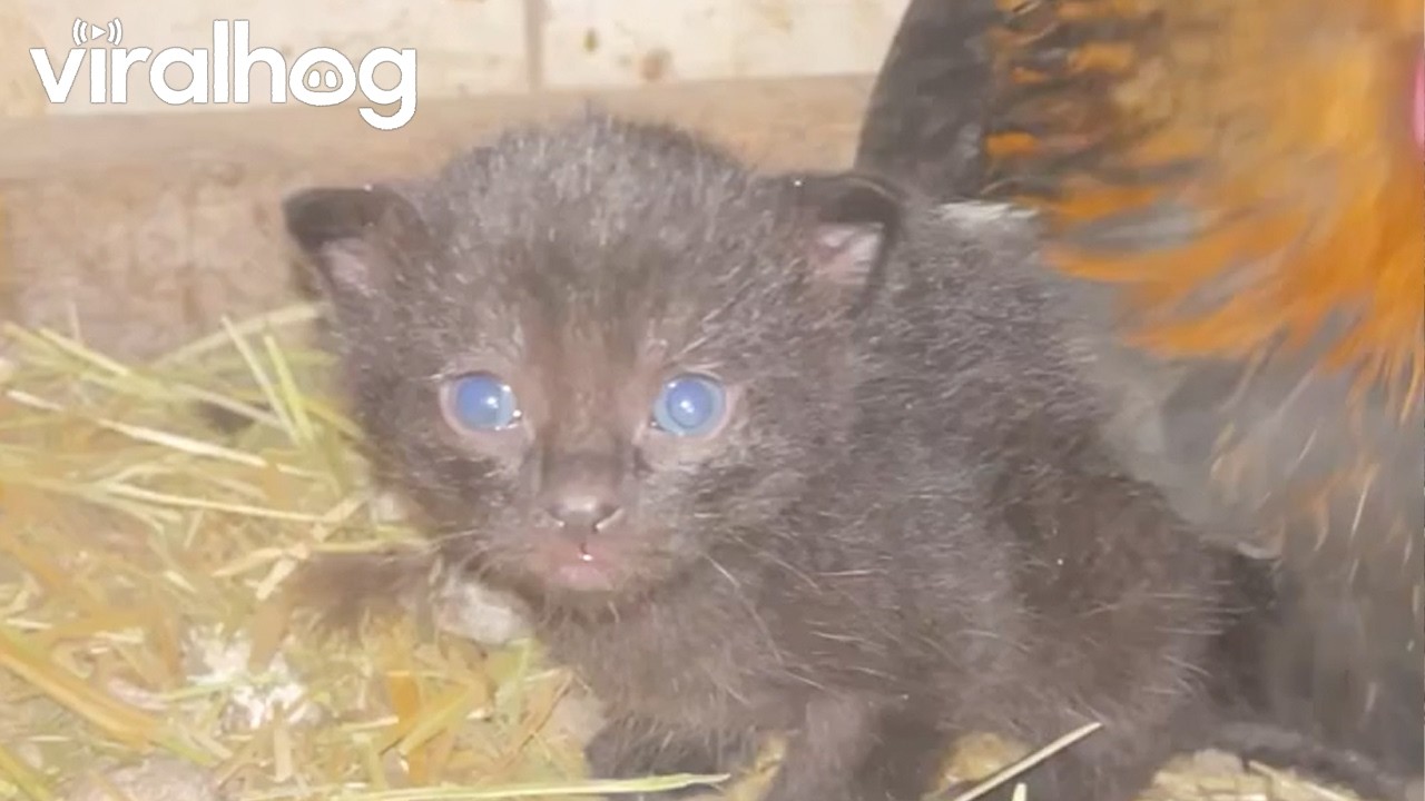 Mama Cat and Hen Co-Parent Kittens || ViralHog