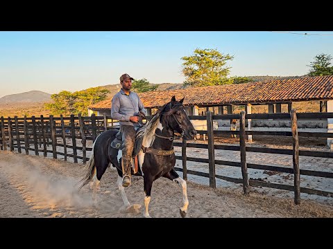 Mangalarga Marchador foals for sale in São Caetano, Pernambuco!