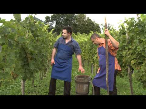 ANS. APLAVZ - PRIMORCI