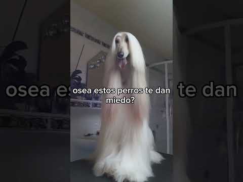 osea,te dan miedo estos perros? #perros #miedo #terror #japon