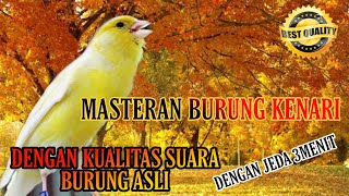 Download lagu Masteran Burung kenari dengan jeda 1-3 MEnit kualitas HD mp3