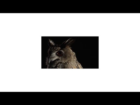 Video thumbnail for WILD