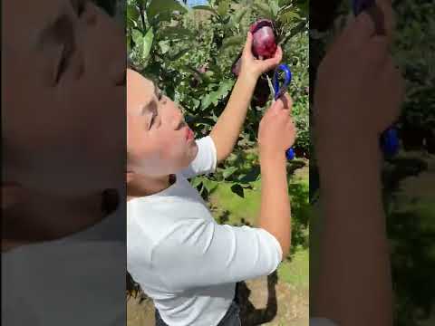 Beautiful Nature - Inspur Fresh Fruit wonderful video of Industry #2268