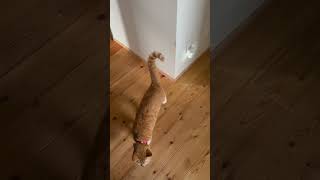 出待ちする我が家の猫