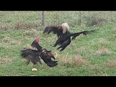 hint horoz dövüş 2023 .