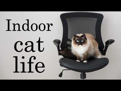 Day in the Life of a Ragdoll Cat