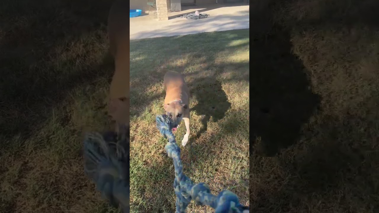 Enlarge Daisy, a Adoptable Black Mouth Cur in San Antonio , TX video 6/6