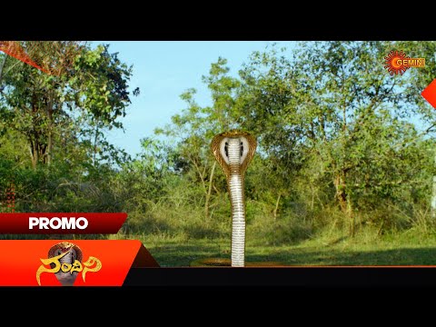 Nandini- Promo | 25 Oct 2025 | Telugu Serial | Gemini TV