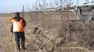 preview picture of video 'Nebraska Pheasant Hunting at Two Forks Recreation'
