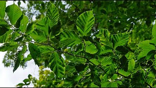 Beech Leaf Disease In Massachusetts