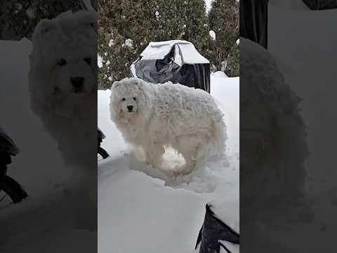 Is this snow… or his new bed forever 🛏🐾#dog #cute #snow #funnypets