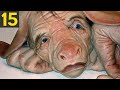 15 Bizarre Hybrid Animals That Look Amazing