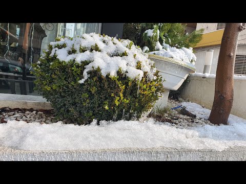 Once upon time there was a snow in Sulaymaniyah.