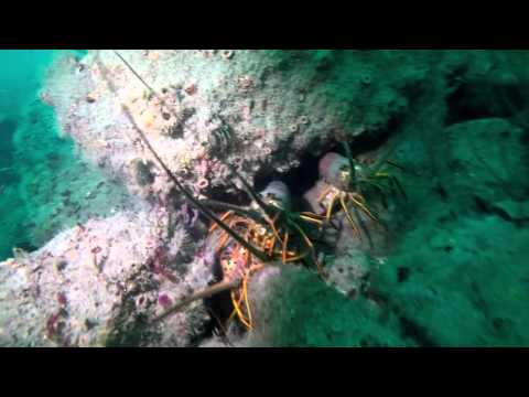 Toilet Bowl Reef Dive - Santa Monica Bay