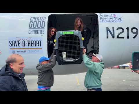 Save a Heart Shelter Pets