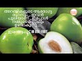 Health Benefits of Jujube Fruit | Apple Ber Cultivation ഇലന്ത പഴം | Arabian Apple | Ber Fruit