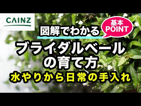 いつ冬のベールをかぶるかを知ることがなぜ重要なのでしょうか?効果はあるのでしょうか？  庭園
