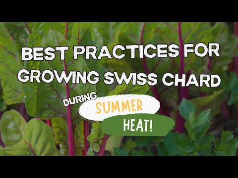 Best Practices for Growing Swiss Chard During Summer Heat!