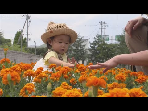 園芸 ウォーターマリーゴールド、マーシュマリーゴールド、人口