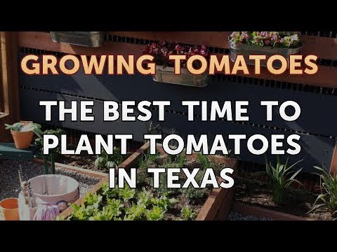Is Vinegar Good for Tomato Plants