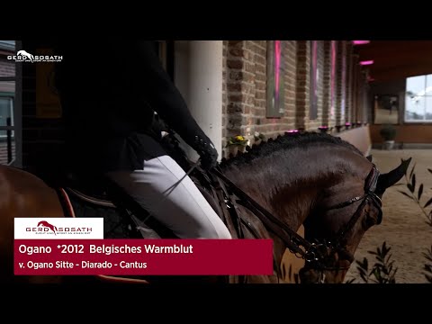 Ogano *2012 by Ogano Sitte x Diarado | Sosath Stallion Show 2023