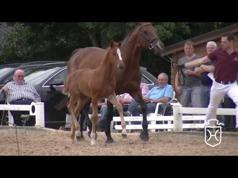 B043 Hengstfohlen von Dinken - Corrado I - Athlet Z