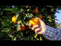 California Navel Oranges - America's Heartland