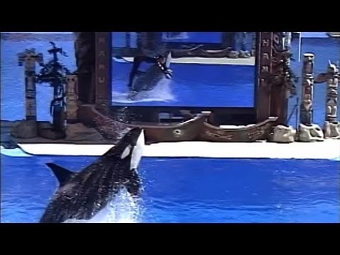 Blackfish Official Trailer HD