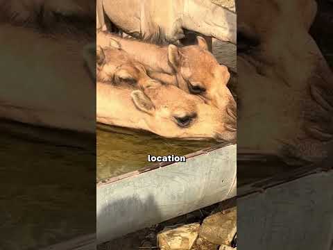 You Should Never Give Camels Water