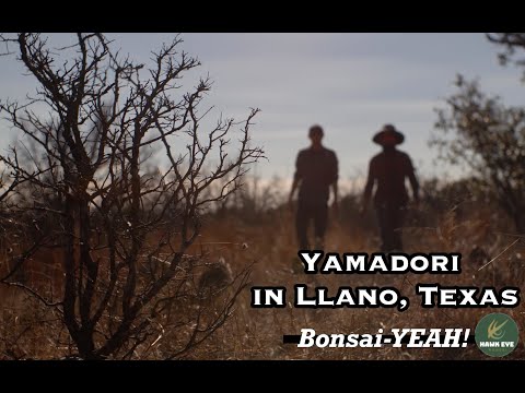 Texas Yamadori - Brandon Baldauf - Bonsai-YEAH!