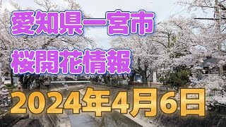 愛知県一宮市大江川 桜 2024年4月6日