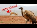 Vulture Voice Vulture Sound Vulture Sounds Effects Vulture Sounds HD गिद्ध Vulturevoice
