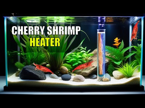 Cherry Shrimp Heater: Do You Really Need One?