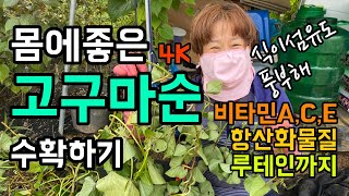 [4k] 몸에 좋은 고구마순 / 식이섬유가 풍부 / 비타민A, C, E / 다양한 항산화물질 함유 / 눈에 …