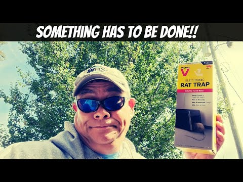 Budget Friendly  Electronic Rat Trap || Will It Work??