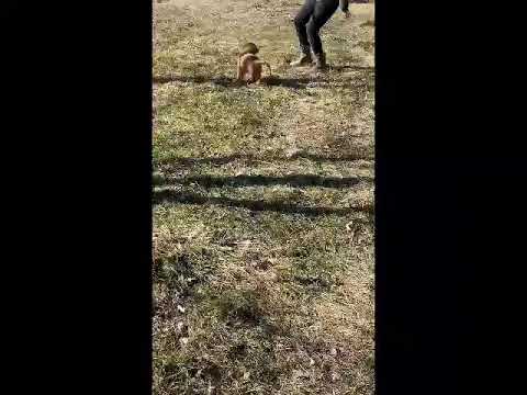 Everly - Goldendoodle puppy for sale