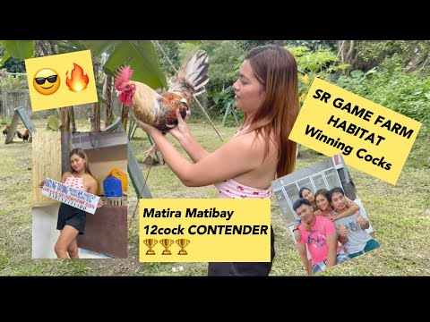 SR GAME FARM WINNING COCKS 🏆🏆🏆