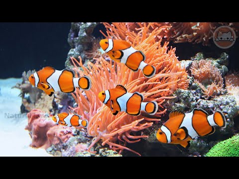 Clownfish And Sea Anemone - Symbiotic Relationship|| Natural laws 786