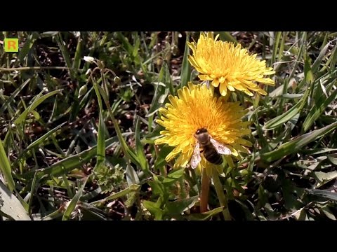Весенний и осенний промежуточный взяток - одуванчик
