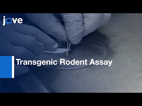 Transgenic Rodent Assay For Quantifying Male Germ Cell Mutant Frequency l Protocol Preview