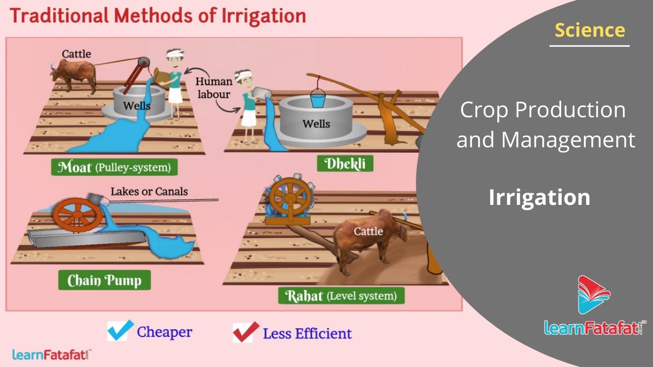 Crop Production and Management Class 8 Science - Irrigation