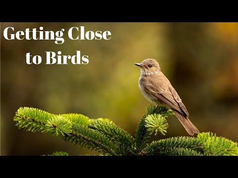 How to Get Close to Birds | Tips and Tricks | Bird Photography
