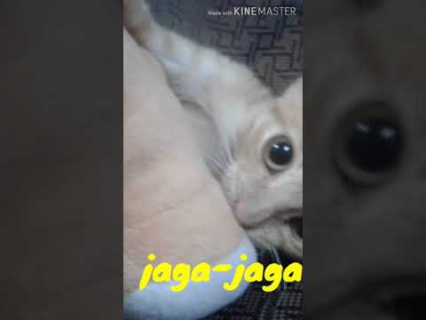 Azarra Band ft. Beby Acha.. JAGA JAGA