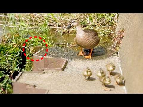 Entenmutter weigert sich, ihre beiden Babys im Stich zu lassen [Wildlife]