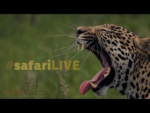 safariLIVE - Sunrise Safari - Jan. 4, 2017